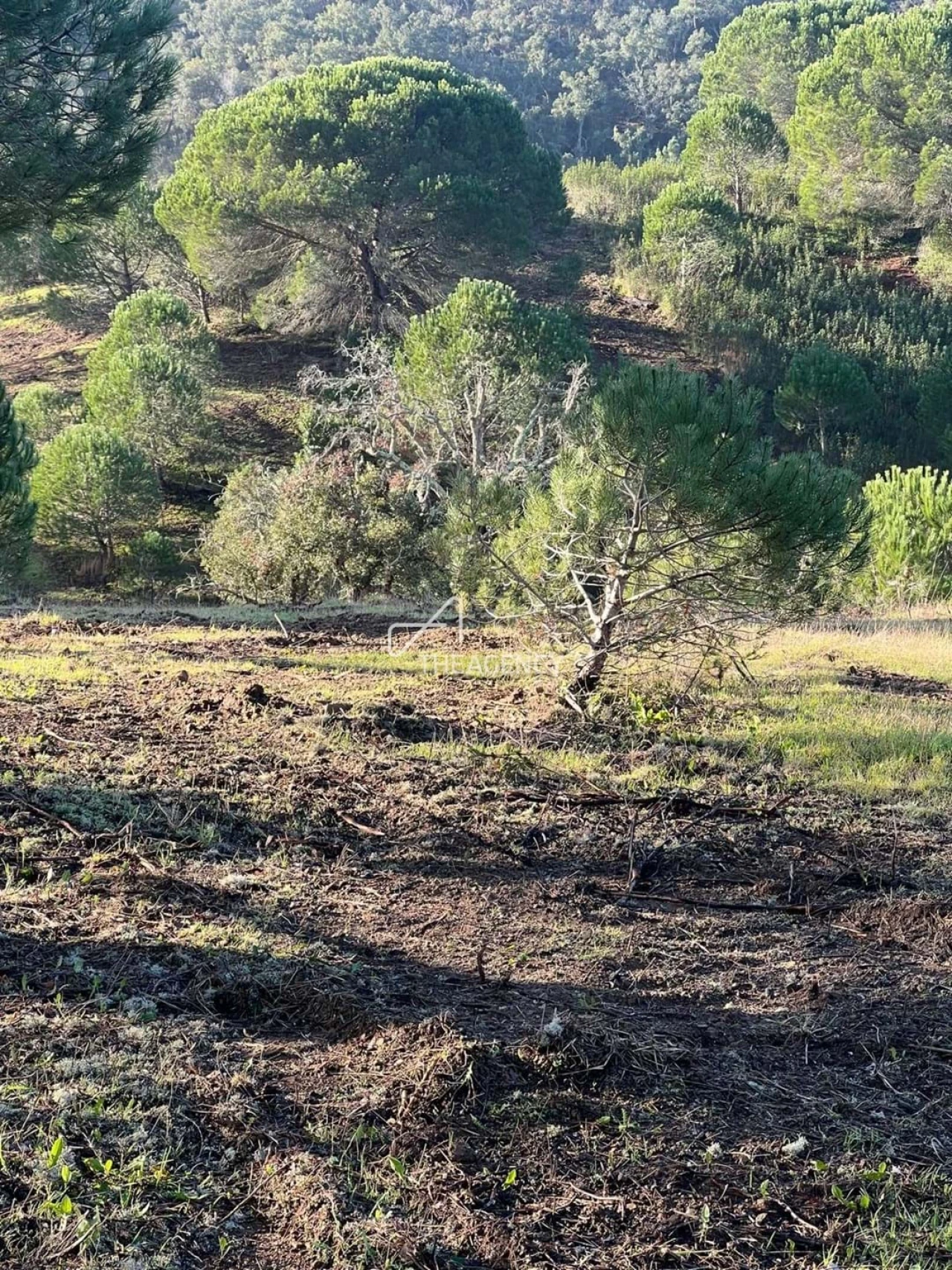 Terreno para Venda em Melides Foto 17
