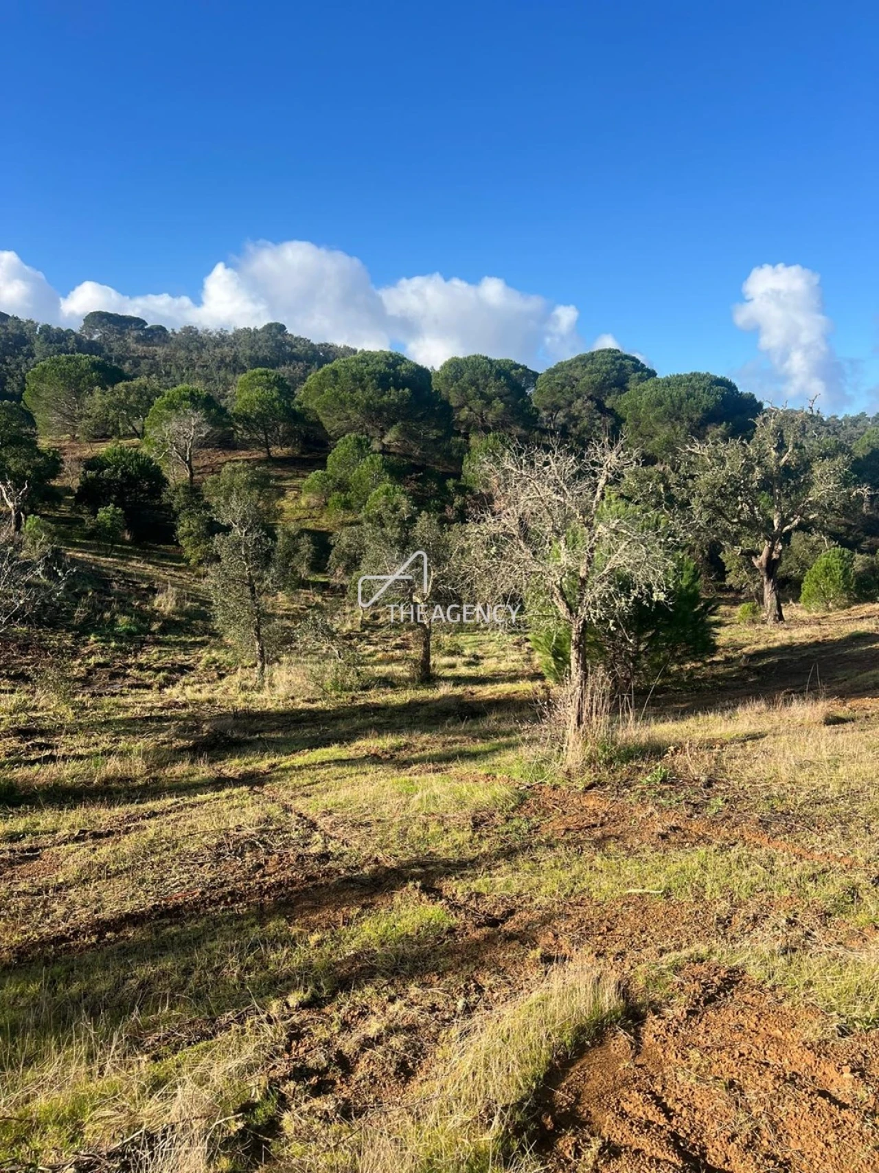 Terreno para Venda em Melides Foto 18