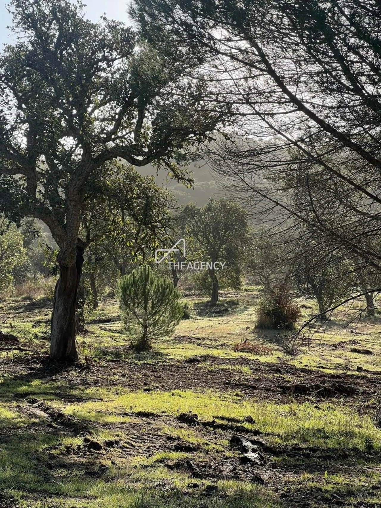 Terreno para Venda em Melides Foto 15