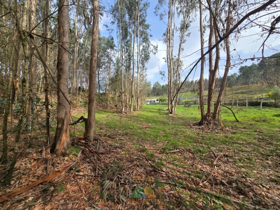 Terreno para Venda em Couto Foto 12