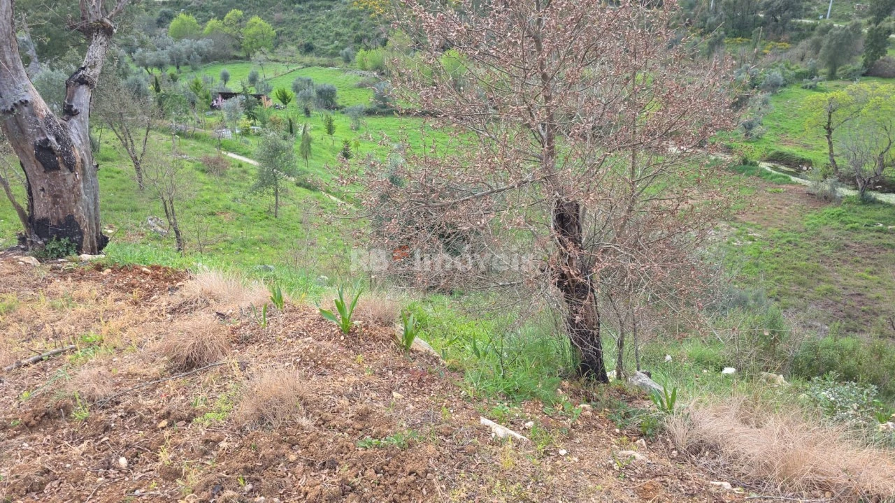 Quinta T3 para Venda em Chãos Foto 16