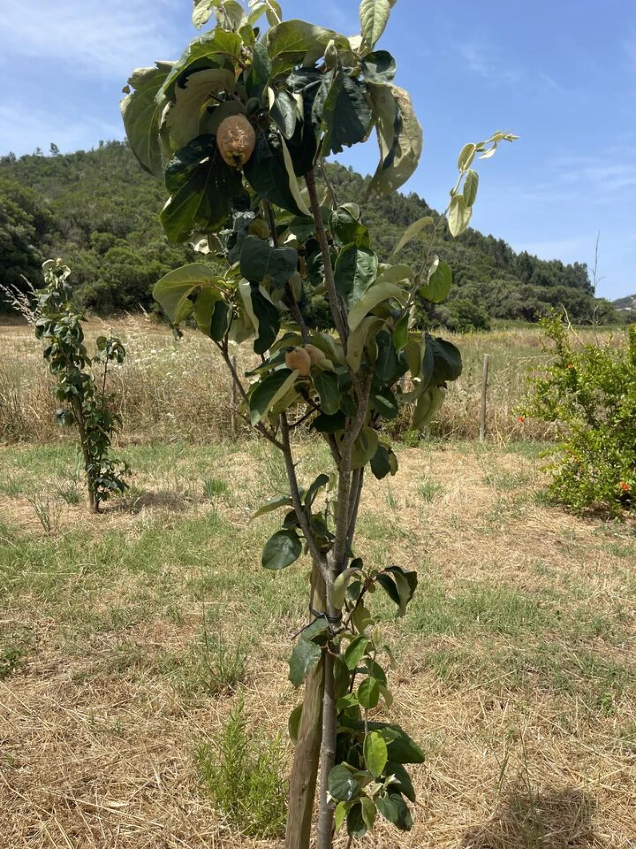 Terreno para Venda em Bordeira Foto 13