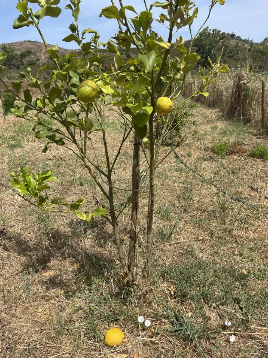 Terreno para Venda em Bordeira Foto 11