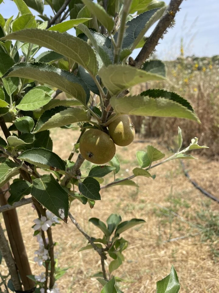 Terreno para Venda em Bordeira Foto 14