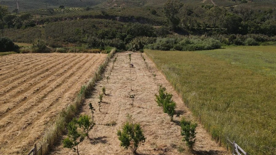 Terreno para Venda em Bordeira
