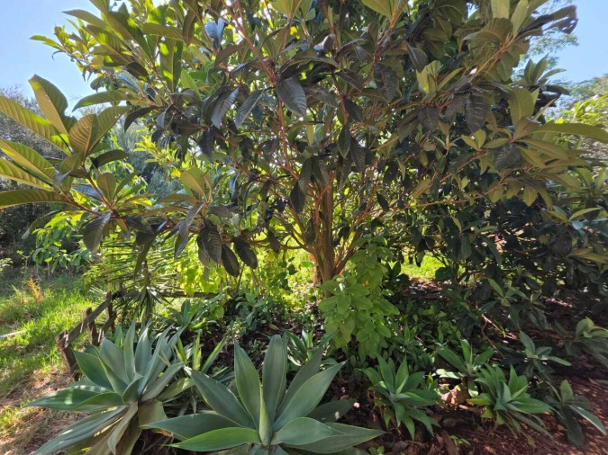 Terreno para Venda em Bensafrim e Barão de São João Foto 5