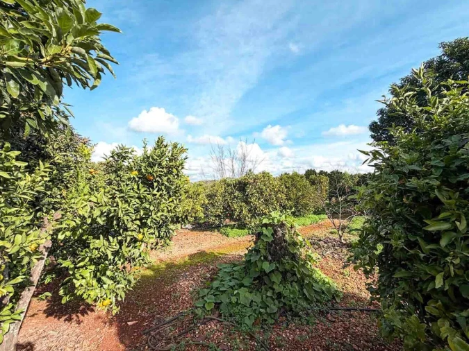 Quinta T3 para Venda em Silves Foto 28