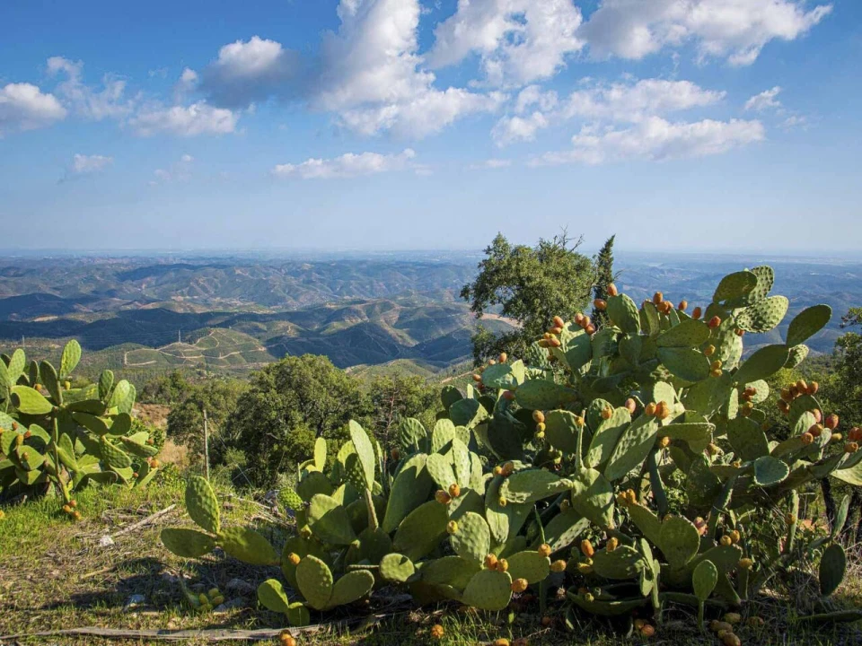 Negócio para Venda em Monchique Foto 63