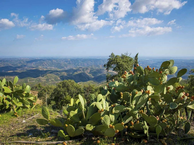 Negócio para Venda em Monchique Foto 63