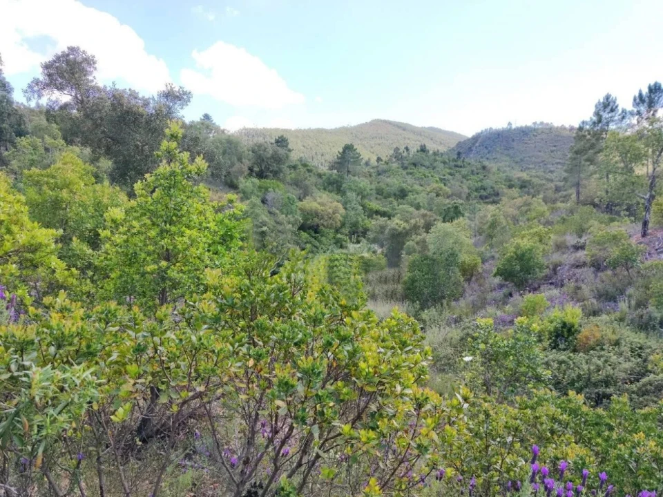 Terreno para Venda em Saboia Foto 1