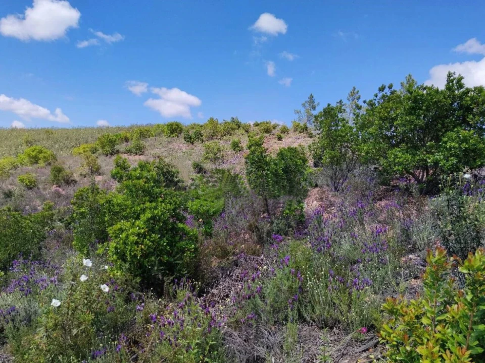 Terreno para Venda em Saboia Foto 2