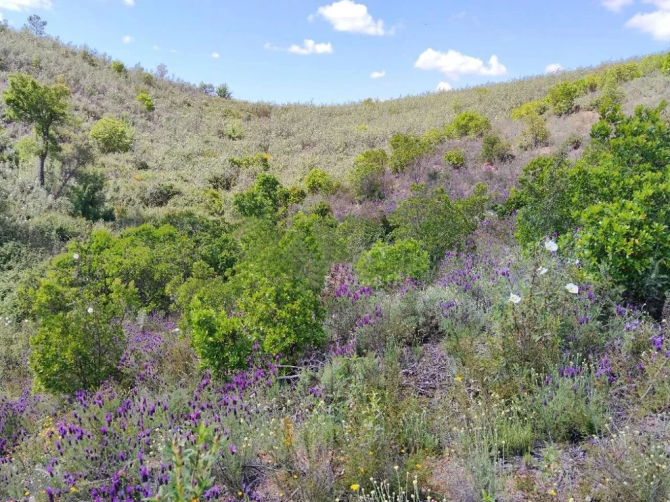 Terreno para Venda em Saboia Foto 3