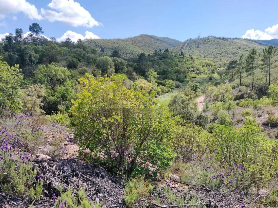 Terreno para Venda em Saboia Foto 4