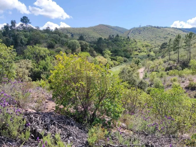 Terreno para Venda em Saboia Foto 4