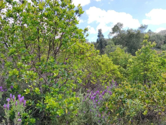 Terreno para Venda em Saboia Foto 6