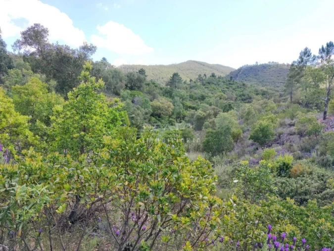 Terreno para Venda em Saboia Foto 7