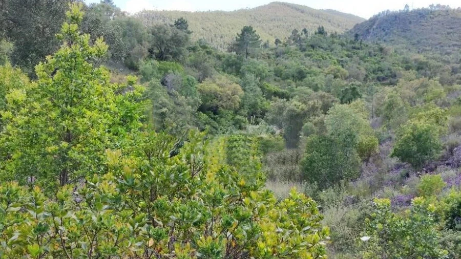 Terreno para Venda em Saboia