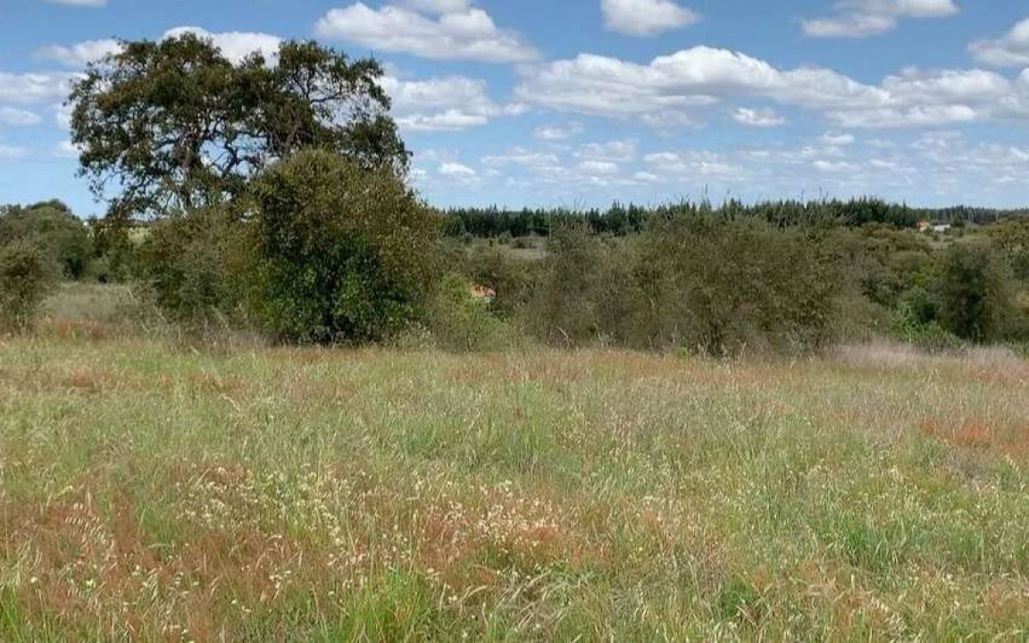 Terreno para Venda em São Teotónio Foto 9
