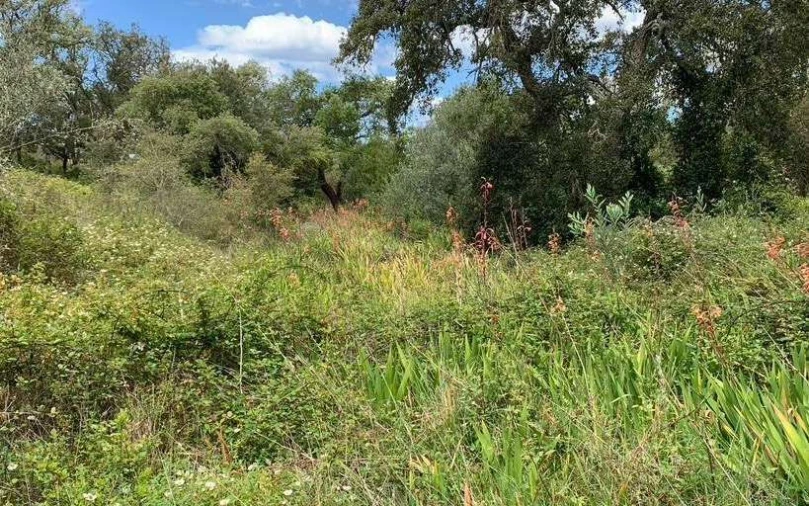 Terreno para Venda em São Teotónio Foto 12
