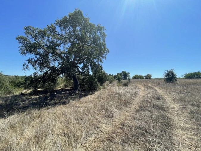 Terreno para Venda em São Teotónio Foto 23