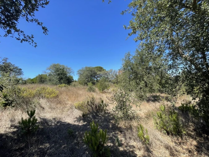 Terreno para Venda em São Teotónio Foto 25