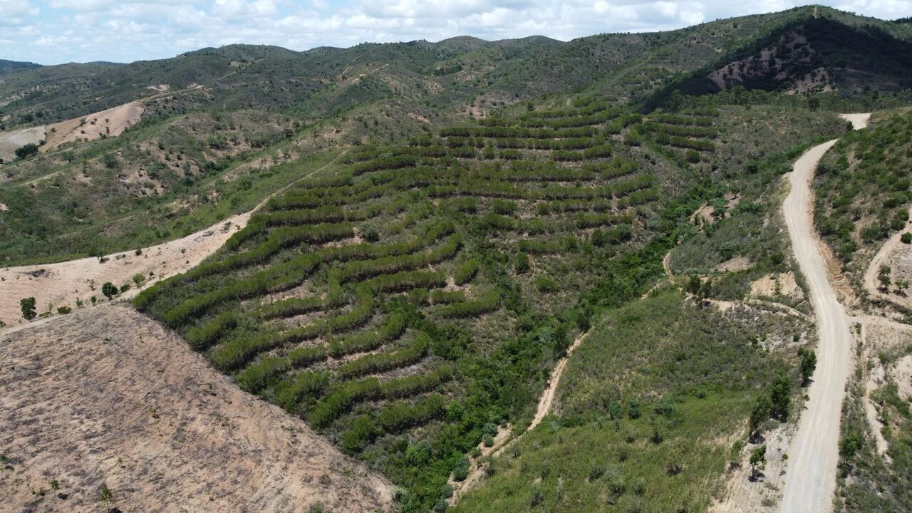 Terreno para Venda em São Bartolomeu de Messines Foto 10