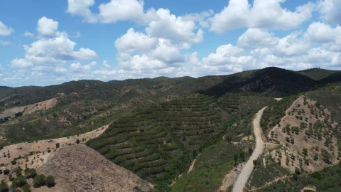 Terreno para Venda em São Bartolomeu de Messines