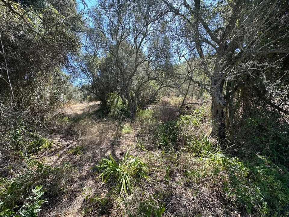 Terreno para Venda em São Bartolomeu de Messines Foto 2