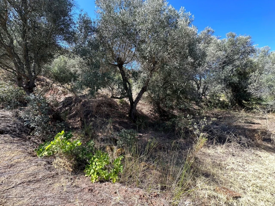 Terreno para Venda em São Bartolomeu de Messines Foto 8