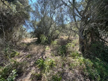 Terreno para Venda em São Bartolomeu de Messines