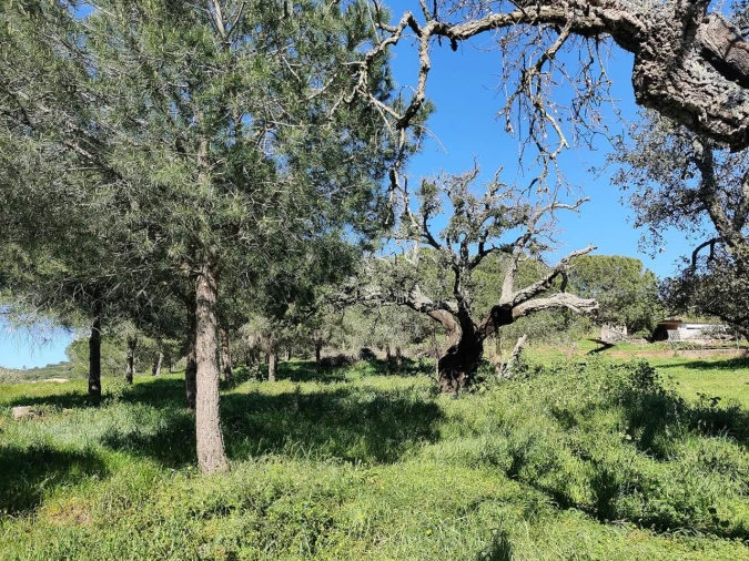 Terreno para Venda em Bensafrim e Barão de São João Foto 2
