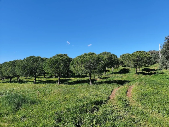 Terreno para Venda em Bensafrim e Barão de São João Foto 5