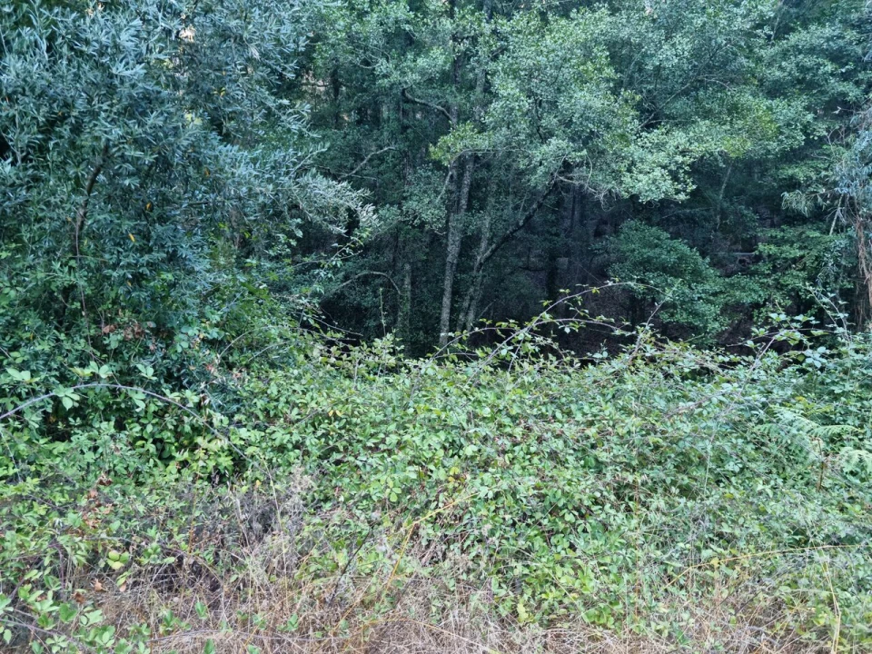 Terreno para Venda em Marmelete Foto 19