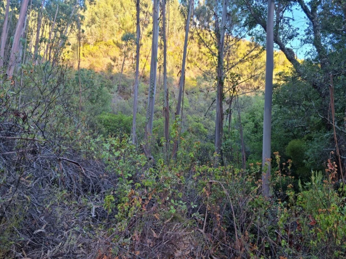 Terreno para Venda em Marmelete Foto 7