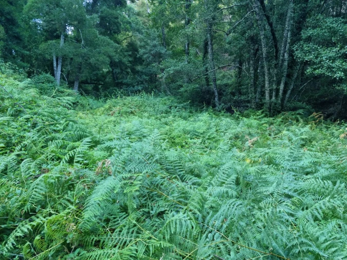 Terreno para Venda em Marmelete Foto 18