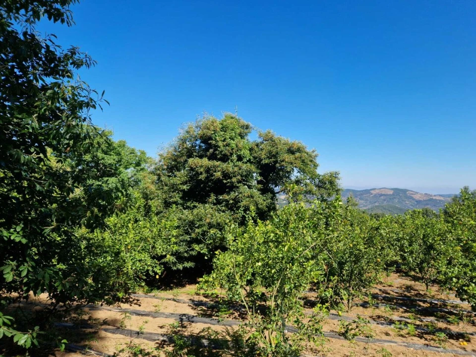 Terreno para Venda em Monchique Foto 3