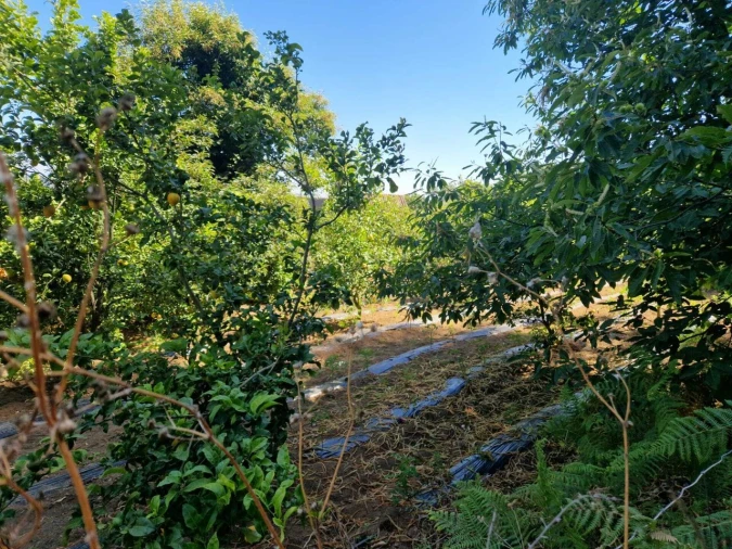 Terreno para Venda em Monchique Foto 2