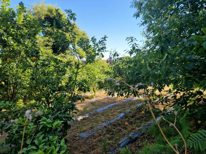 Terreno para Venda em Monchique