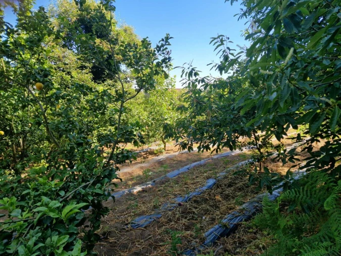 Terreno para Venda em Monchique Foto 4