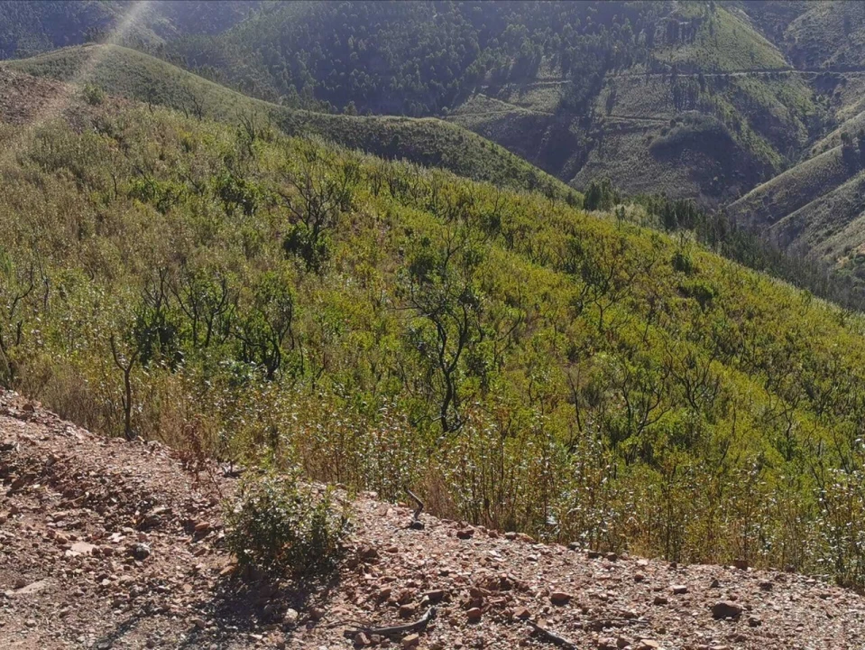 Terreno para Venda em Alferce Foto 6