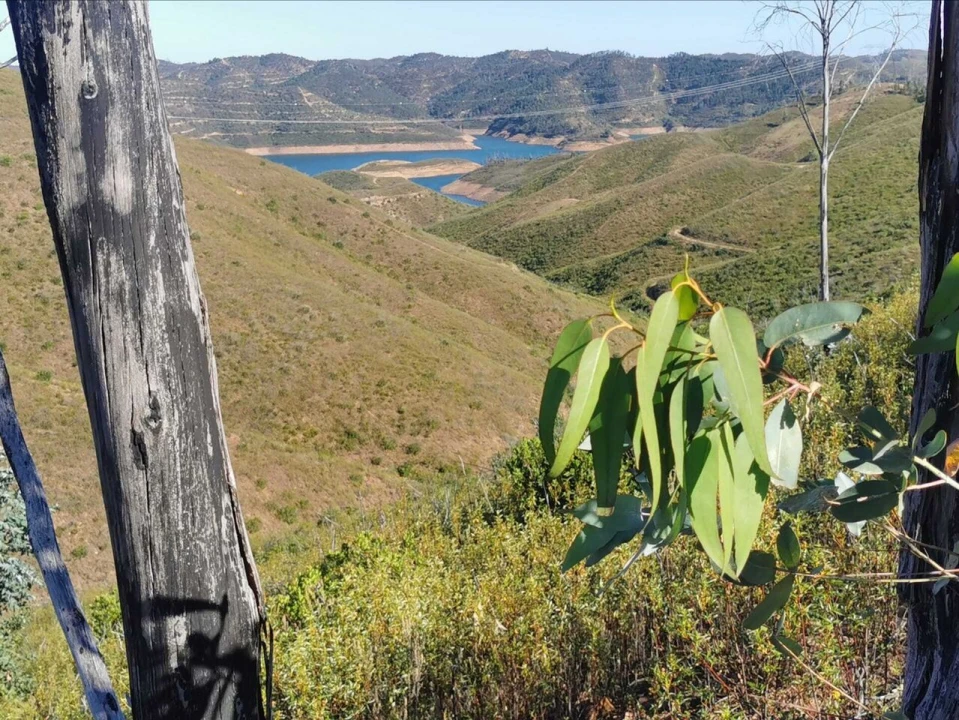 Terreno para Venda em Alferce Foto 10