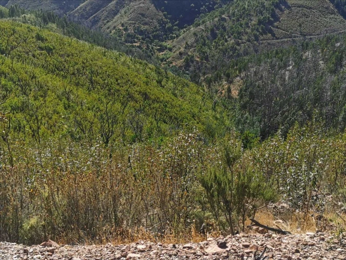 Terreno para Venda em Alferce Foto 5
