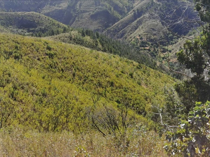 Terreno para Venda em Alferce Foto 11