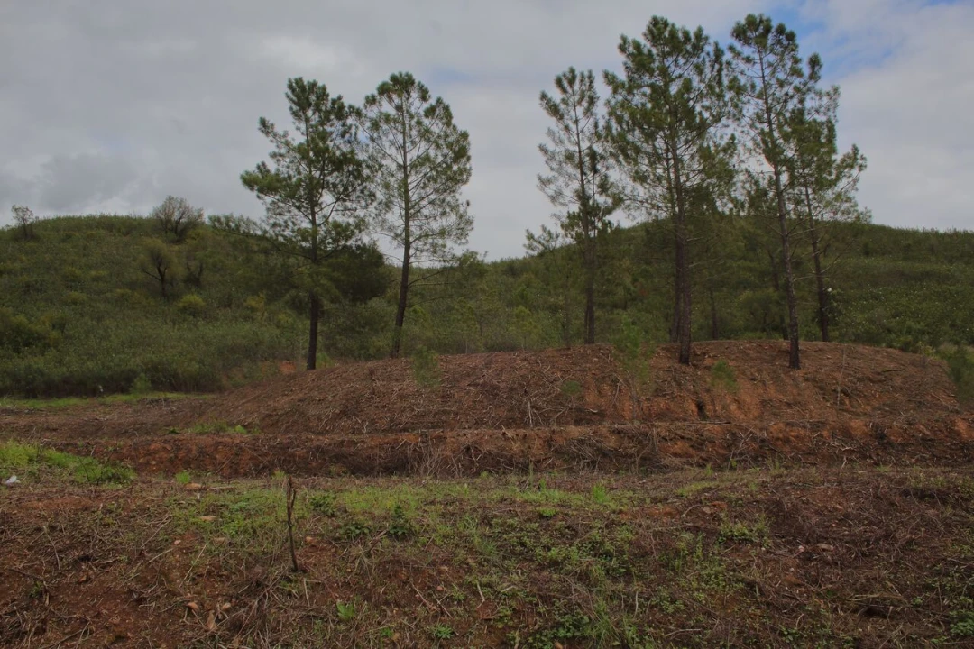 Terreno para Venda em Mexilhoeira Grande Foto 10