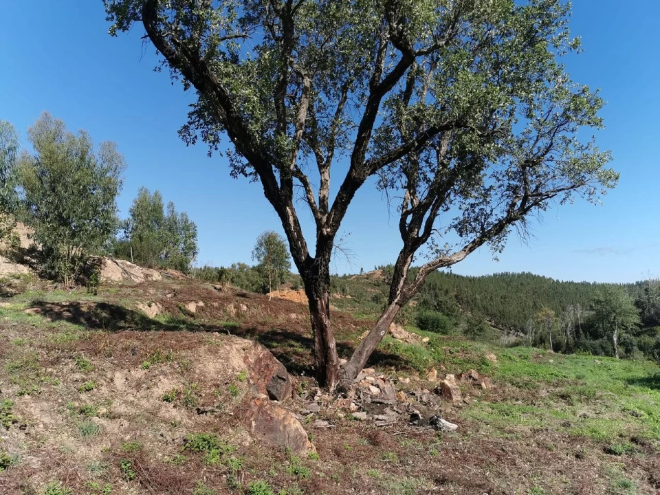 Terreno para Venda em Alferce Foto 10