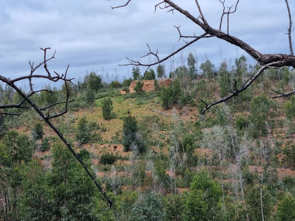 Terreno para Venda em Silves Foto 9