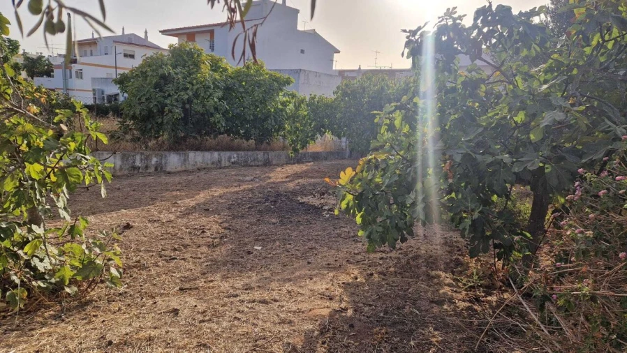 Terreno para Venda em Montenegro Foto 2