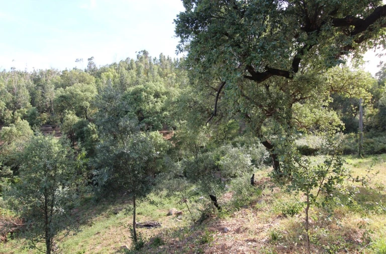 Terreno para Venda em Marmelete Foto 8