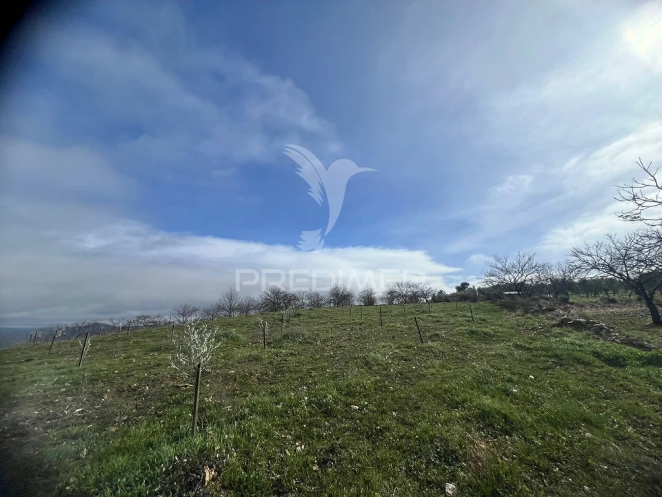 Terreno para Venda em Povoa de Penela Foto 11