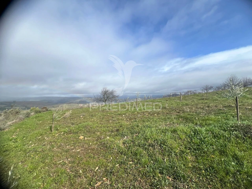 Terreno para Venda em Povoa de Penela Foto 9
